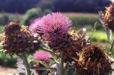 Ramo di foglie di carta - BiancaMirtilla