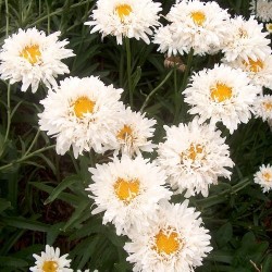 Leucanthemum shop crazy daisy