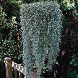 Dichondra Argentea Silver Falls