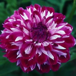 Dahlia ‘Optic Illusion’