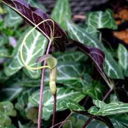 Pinellia cordata Yamazaki