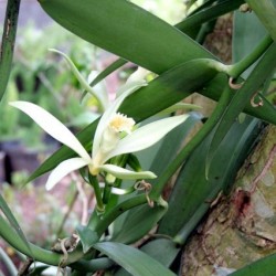 Belastingbetaler Storen Sui Vanille-Orchidee