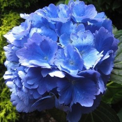 inch Condenseren innovatie Hortensia-Blauw Aluin